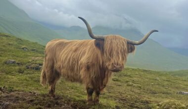 Highland cow made my vacation wonderful.
