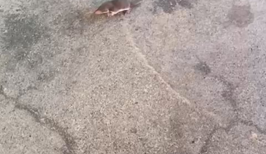 Can someone identify this animal for me?