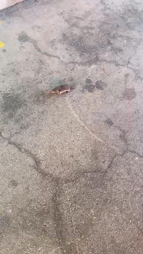 Can someone identify this animal for me?