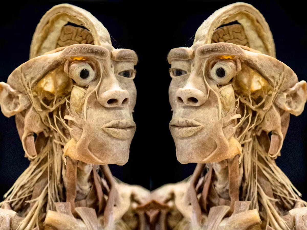 Die Ausstellung ist als eine Reise durch die Anatomie des menschlichen Körpers konzipiert. Die Ausstellung ist als eine Reise durch die Anatomie des menschlichen Körpers konzipiert.