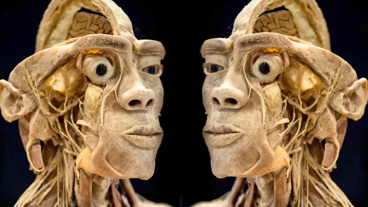 Luxemburg: «Human Bodies» liefert Blick ins Innere des menschlichen Körpers