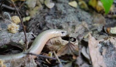 blindschleiche mit abgeworfenem schwanz