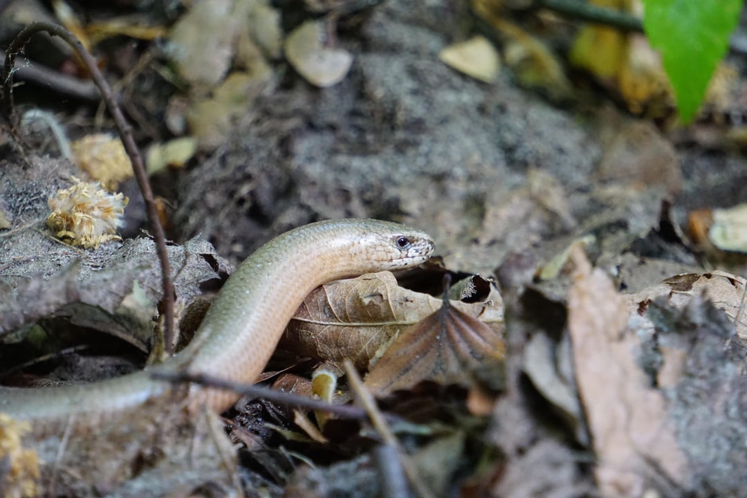blindschleiche mit abgeworfenem schwanz