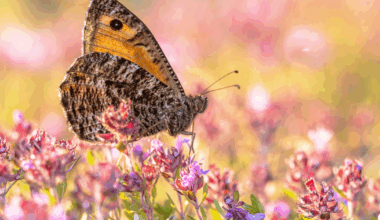 Experts concerned about low insect numbers in the Netherlands