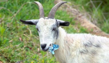 Thursday Complaints - what's got your goat this week?