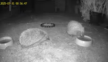 Chuffing Hedgehogs