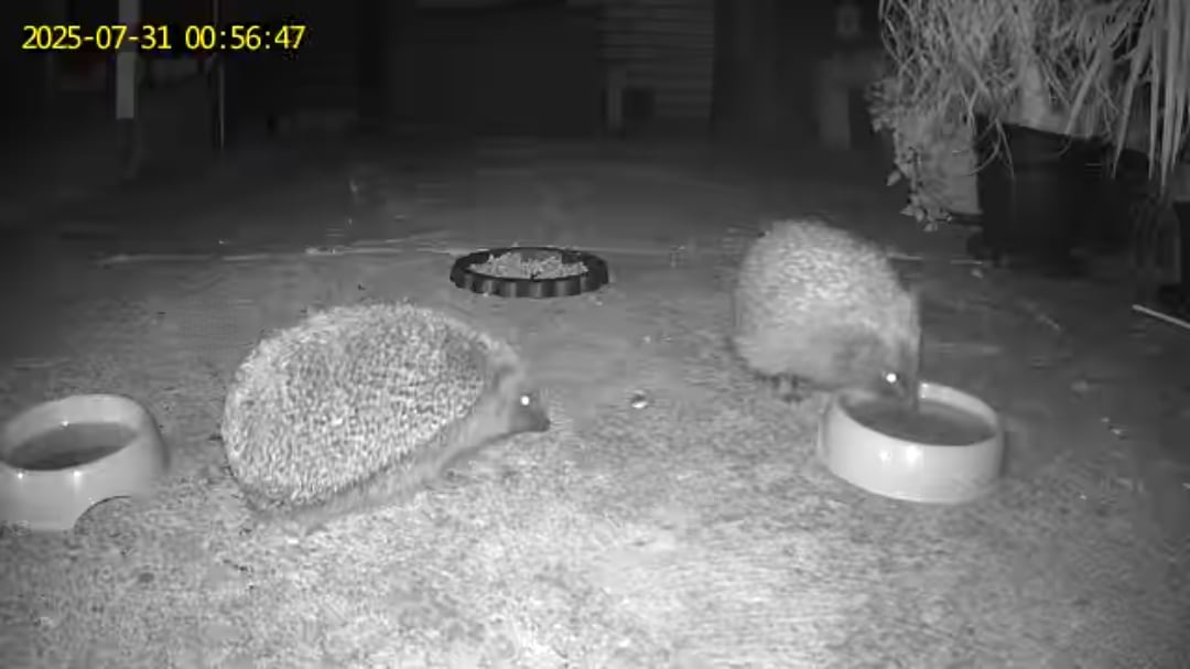 Chuffing Hedgehogs