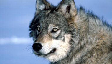 Reintroducing wolves to Scotland