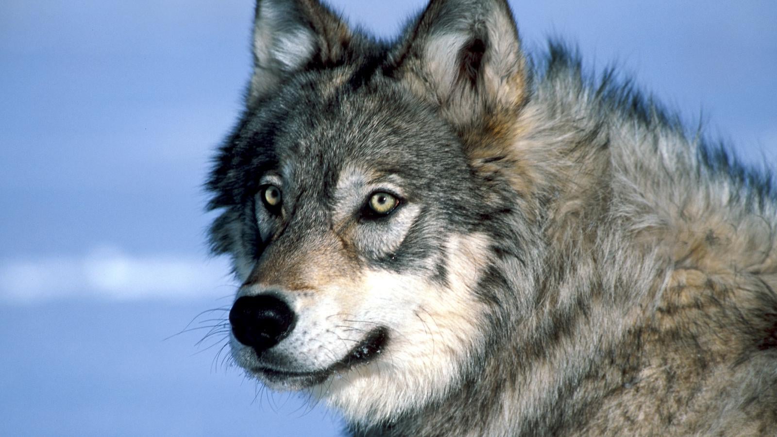 Reintroducing wolves to Scotland