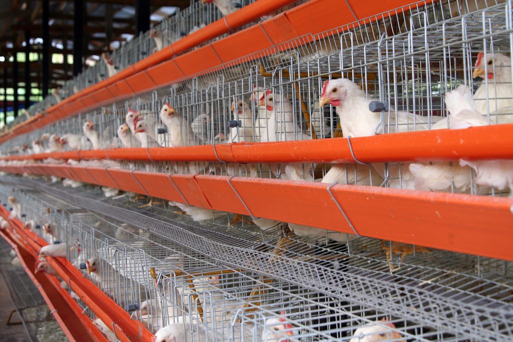 Iceland's cage free egg delay branded 'disappointing' by RSPCA