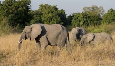 NZ woman one of two killed by elephant in Zambia