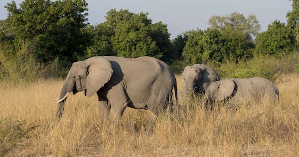 NZ woman one of two killed by elephant in Zambia