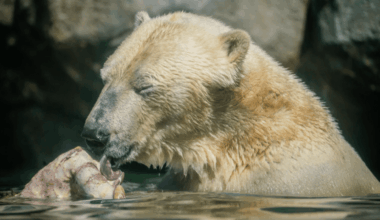 Skal dit kæledyr snart herfra? Så spiser isbjørnen det gerne - Aalborg Zoo tager gerne imod dit kæledyr, giver det en værdig afsked og fodrer rovdyrene