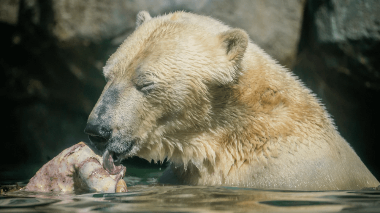 Skal dit kæledyr snart herfra? Så spiser isbjørnen det gerne - Aalborg Zoo tager gerne imod dit kæledyr, giver det en værdig afsked og fodrer rovdyrene