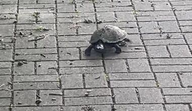 Was für eine Schildkröte hat mein Freund hier beim spazieren gefunden? (NRW)