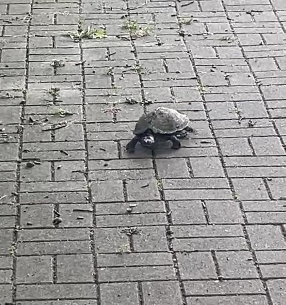 Was für eine Schildkröte hat mein Freund hier beim spazieren gefunden? (NRW)