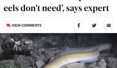least addict animals