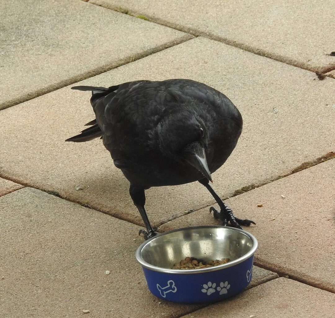 Heute morgen etwas größerer Besuch auf dem Balkon gehabt.  Ich habe die Bilder durch ein Fenster gemacht damit ich sie oder ihn verscheuche.