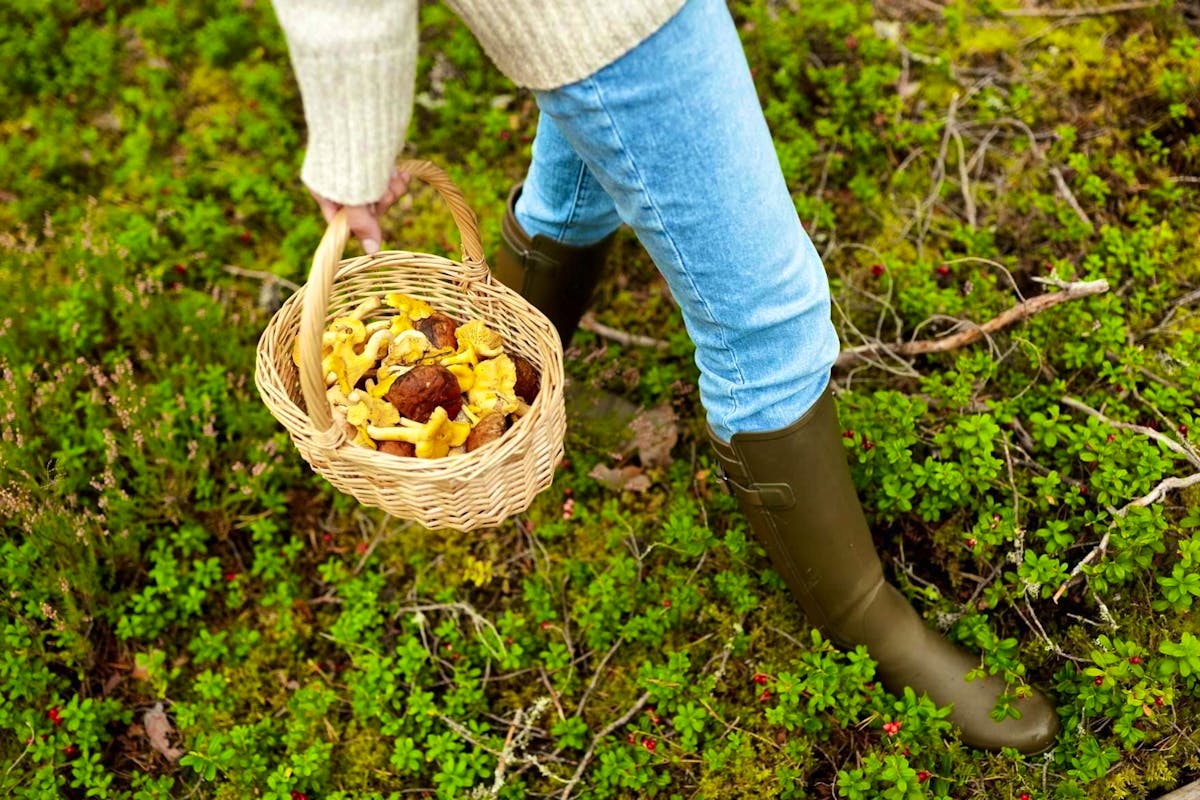 Les férus de champignons connaissent le numéro du centre antipoison par cœur. Les férus de champignons connaissent le numéro du centre antipoison par cœur.
