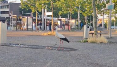 Storch (papa) ... nehme ich an ^^