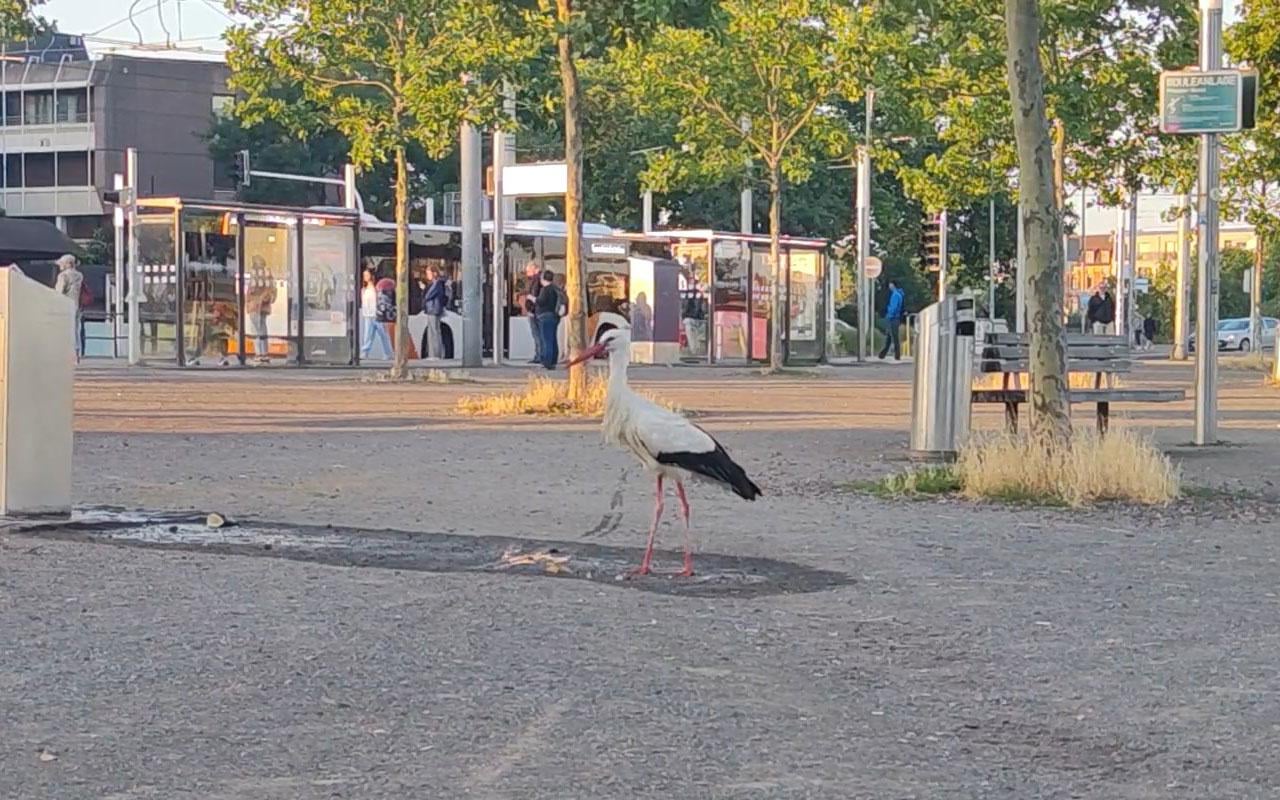 Storch (papa) ... nehme ich an ^^