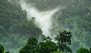 Forests Aren't Adapting Fast Enough to Climate Change