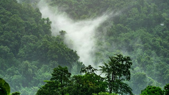 Forests Aren't Adapting Fast Enough to Climate Change