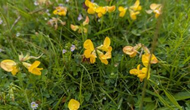 NI Wildflowers