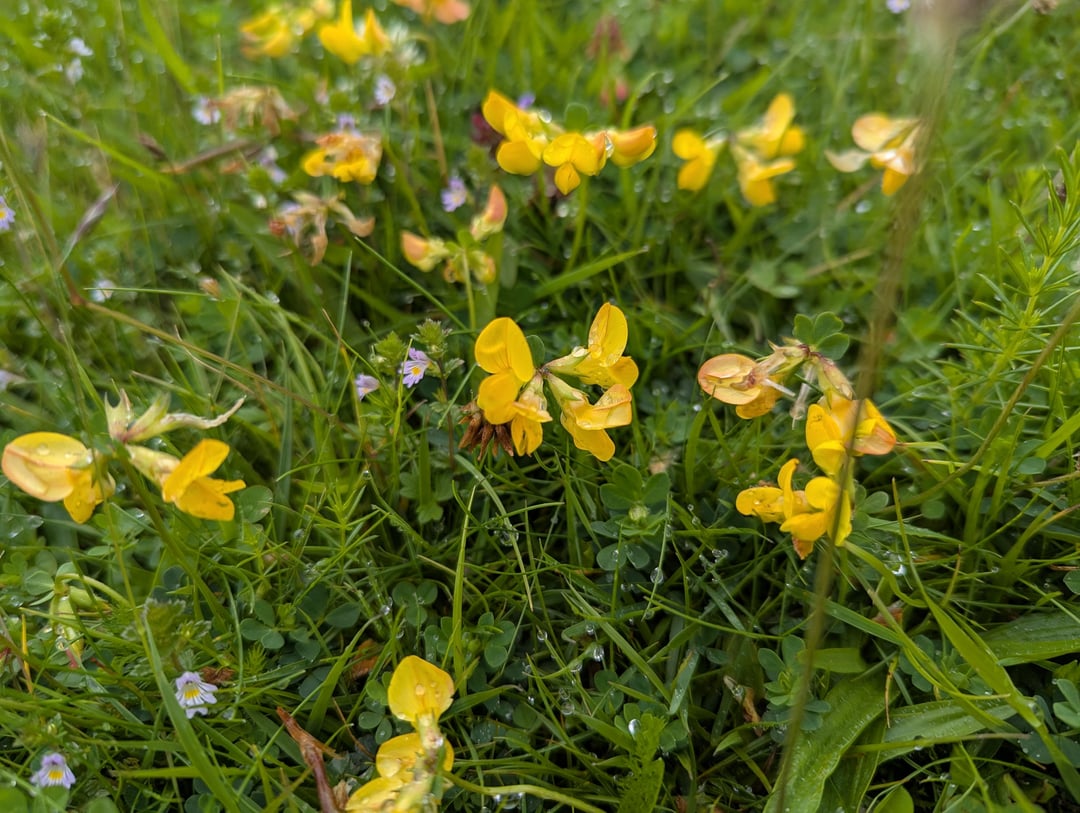 NI Wildflowers