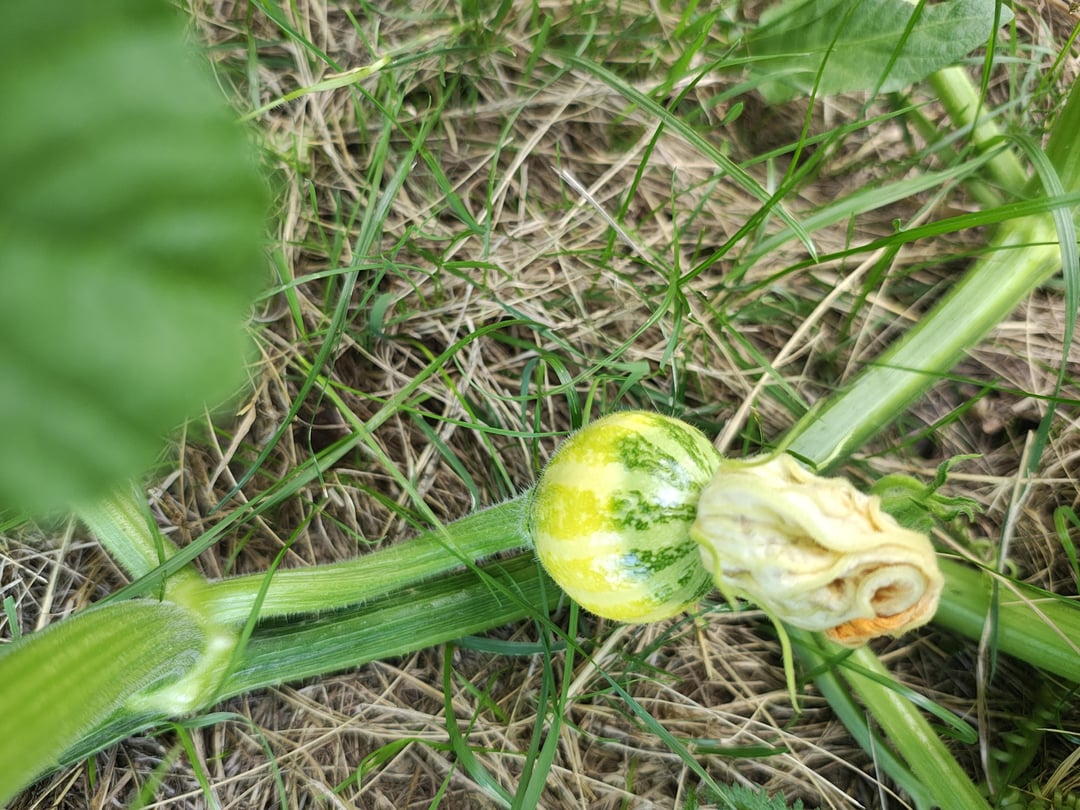 Kürbis Bestimmung