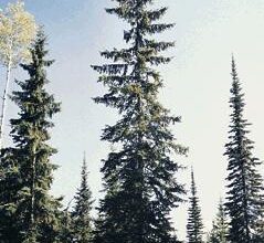English word "Spruce" for coniferous tree comes from polish "z Prus"(from Prussia) - tall, strong and straight trunks of spruces were exported from Prussia and used as ship masts in medieval Europe