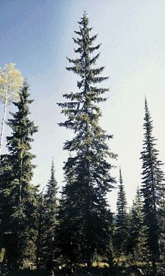English word "Spruce" for coniferous tree comes from polish "z Prus"(from Prussia) - tall, strong and straight trunks of spruces were exported from Prussia and used as ship masts in medieval Europe