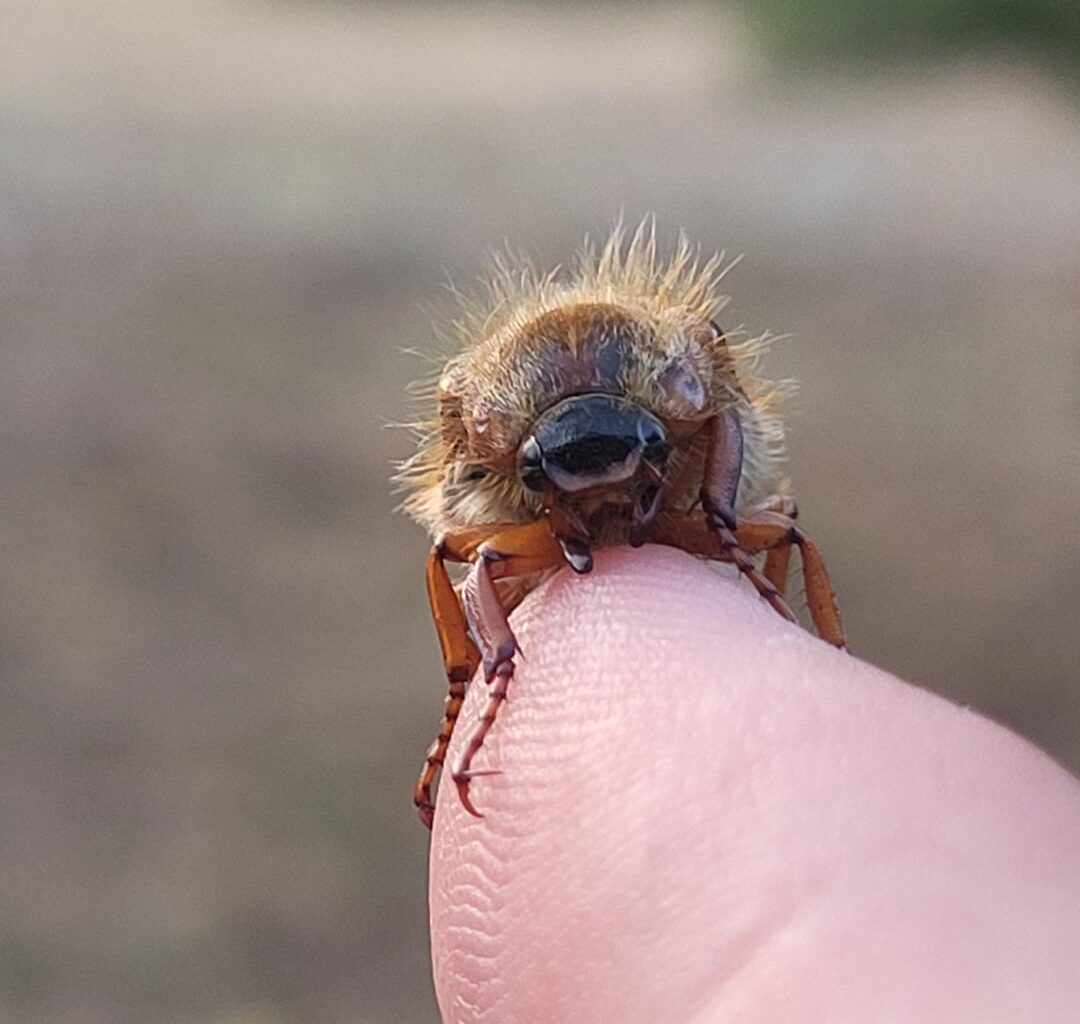 Ein Junikäfer