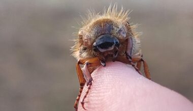 Ein Junikäfer
