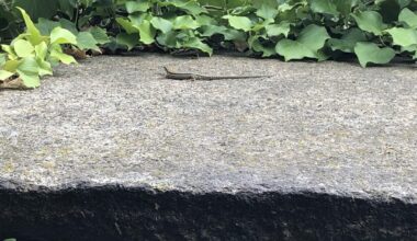 Welche kleine Eidechse ist das?
