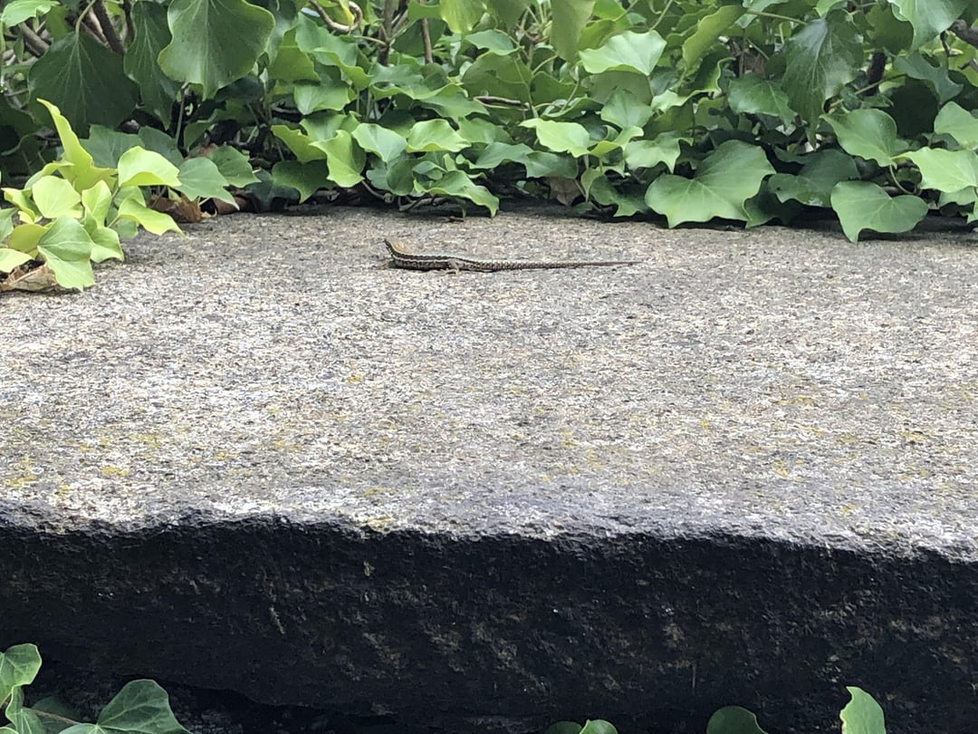 Welche kleine Eidechse ist das?