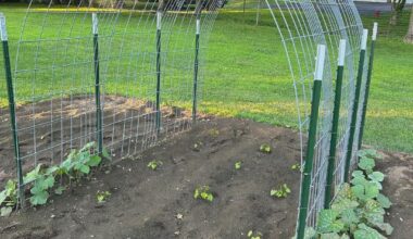 Where can I buy cattle panels (sturdy galvanized wire fence panel) for building arched trellis in the garden