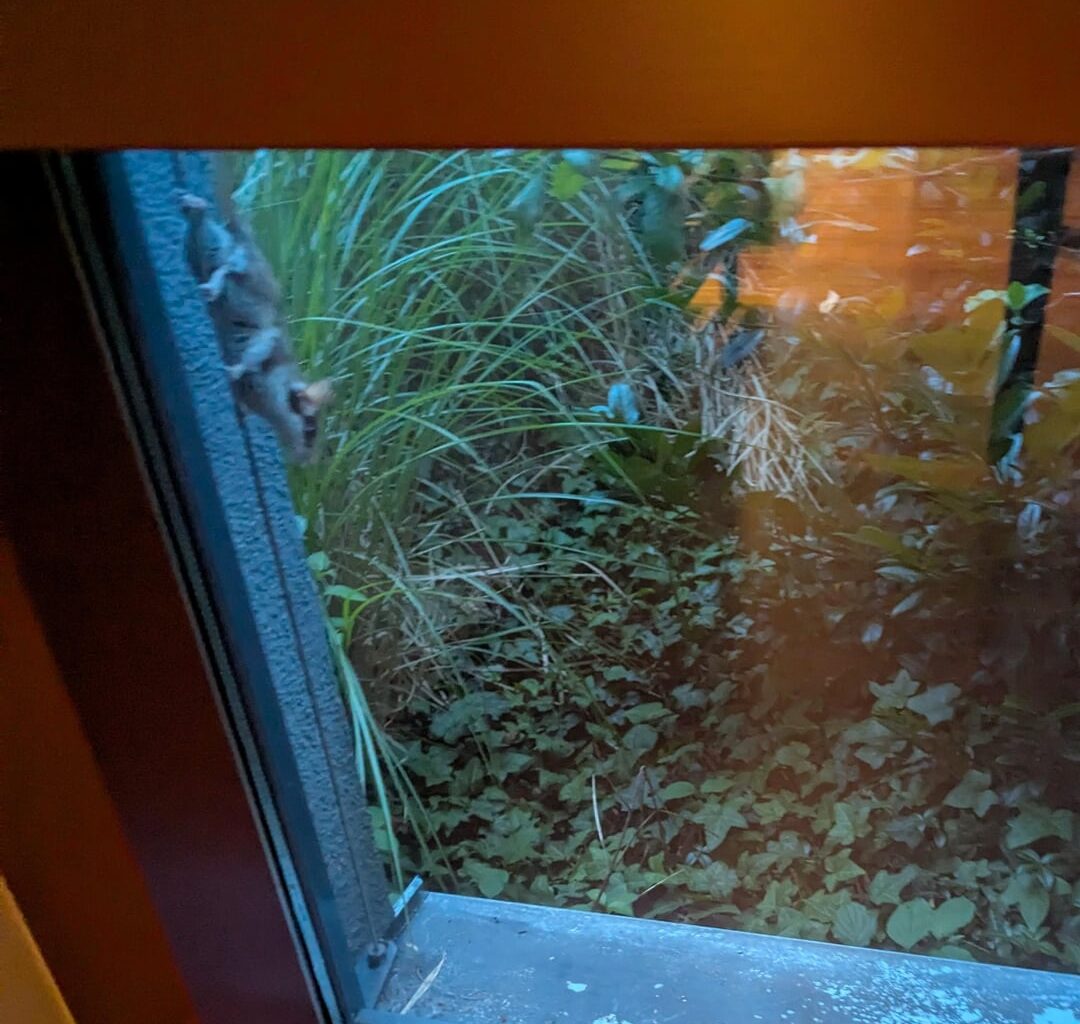 Täglicher Besuch zur Dämmerung - Gartenschläfer?