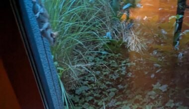 Täglicher Besuch zur Dämmerung - Gartenschläfer?