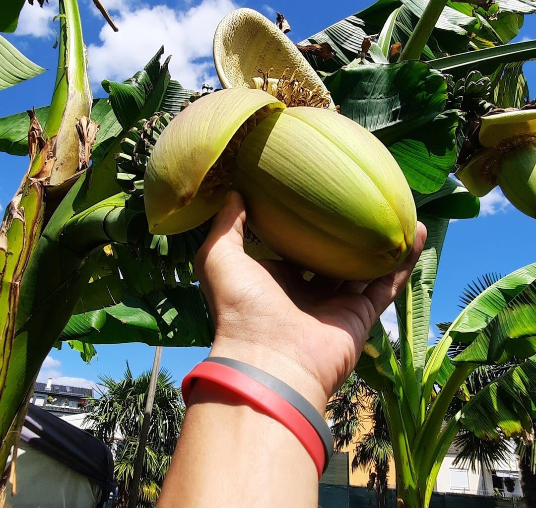 Meine 2 Banane blüt ebenfalls