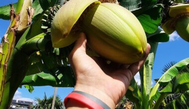 Meine 2 Banane blüt ebenfalls