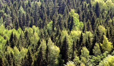 Finland moves to strengthen forest growth, carbon sinks