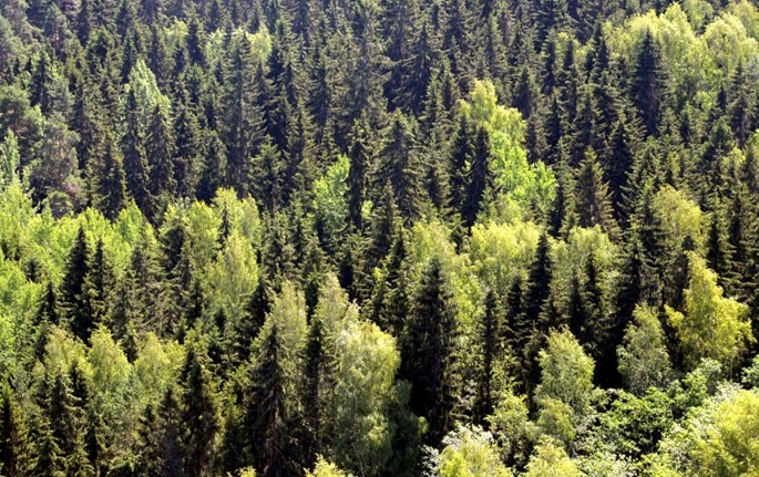 Finland moves to strengthen forest growth, carbon sinks