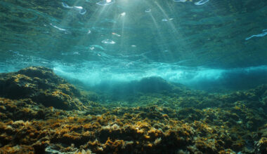Mysterious sand structures in the sea off Norway are changing the way we think about geology