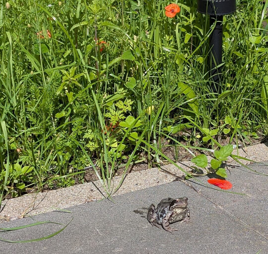 Besuch aus der Wildblumenwiese