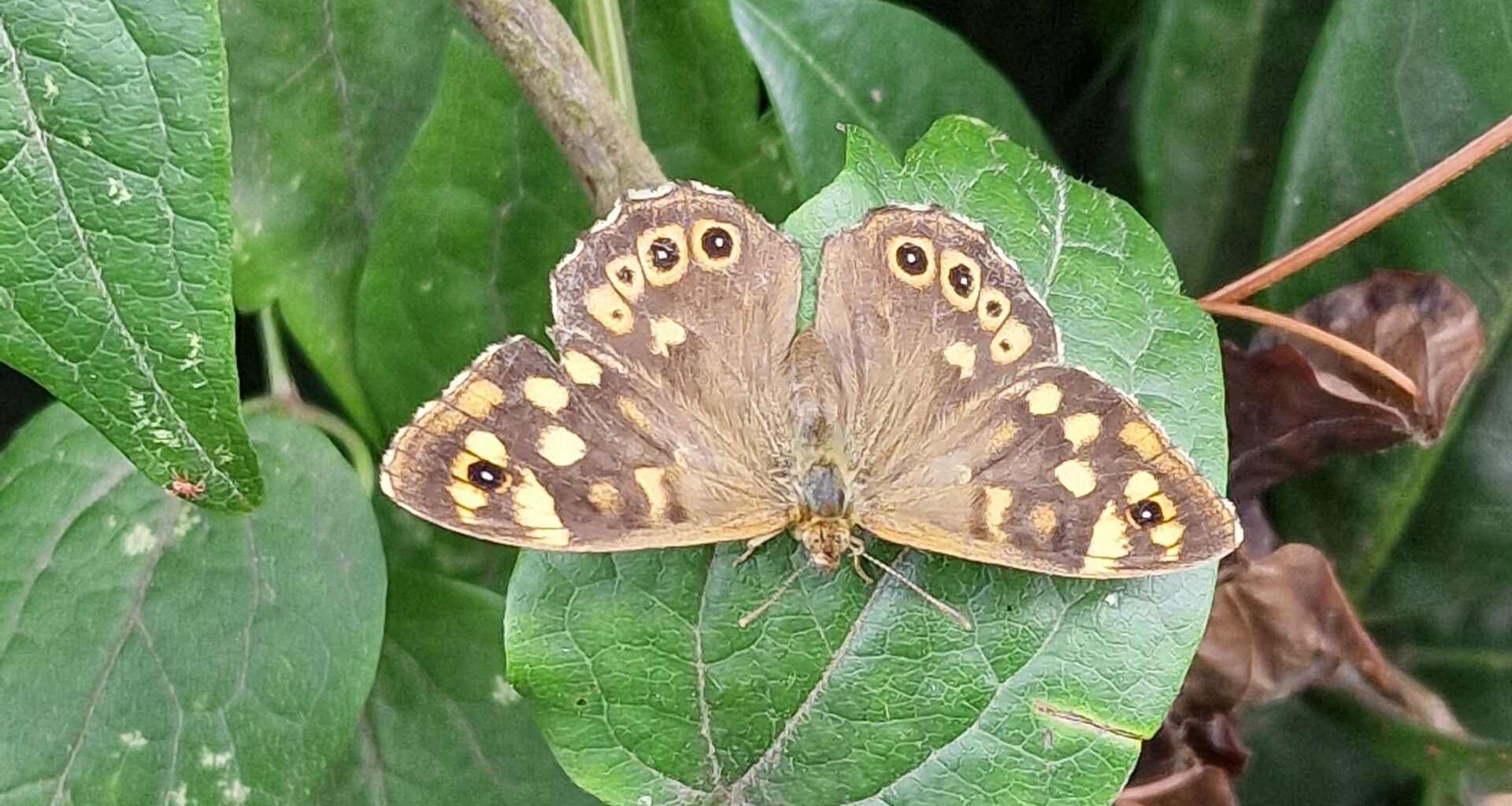 Speckled Wood Butterfly
