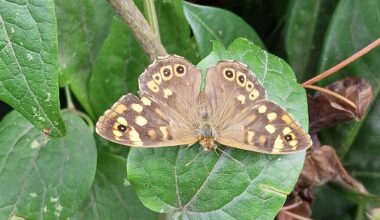 Speckled Wood Butterfly