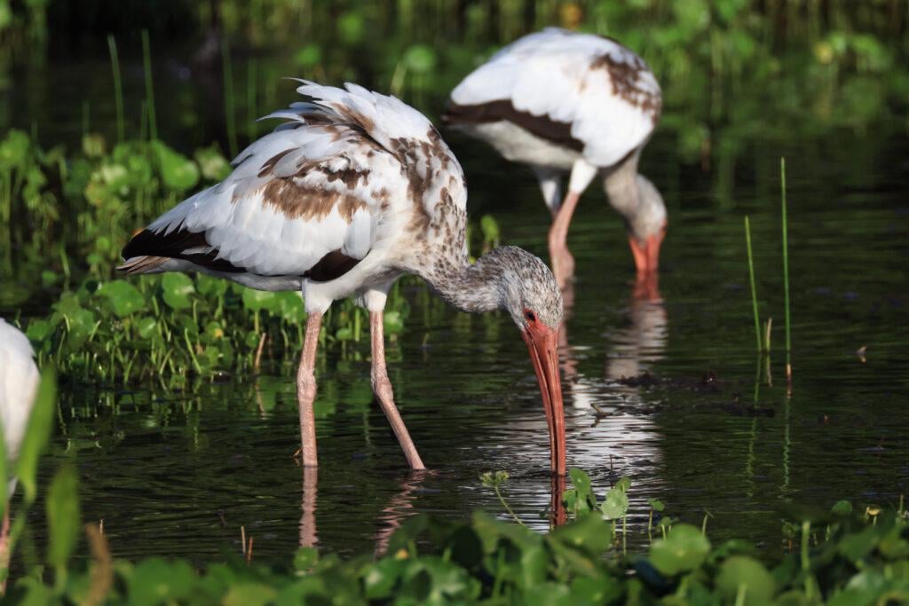 Humans Are Wiping Out Water Bodies That Life Depends On, New Report Says / Wetlands feed billions of people, play a crucial role in replenishing drinking water, mitigate climate change and protect communities from intense storms and flooding
#GlobalCarbonFeeAndDividendPetition