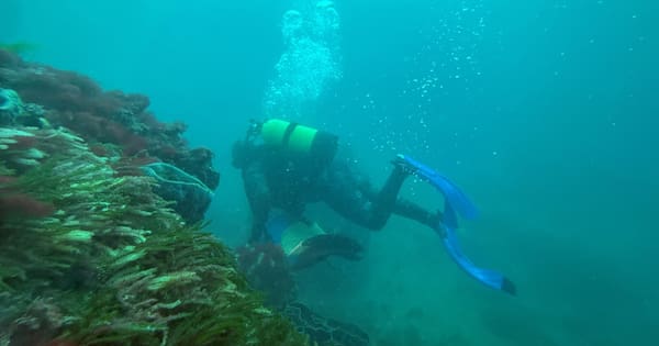 'I didn't think seabed mining bid would get this far' — dive leader