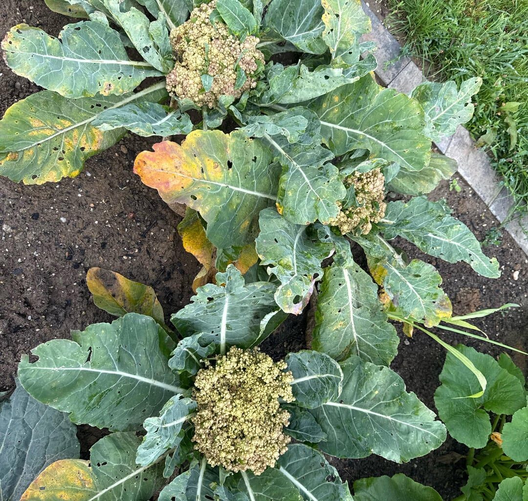 Blumenkohl reif? Gelblich